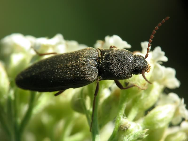 Agriotes gurgistanus (Faldermann, 1835)